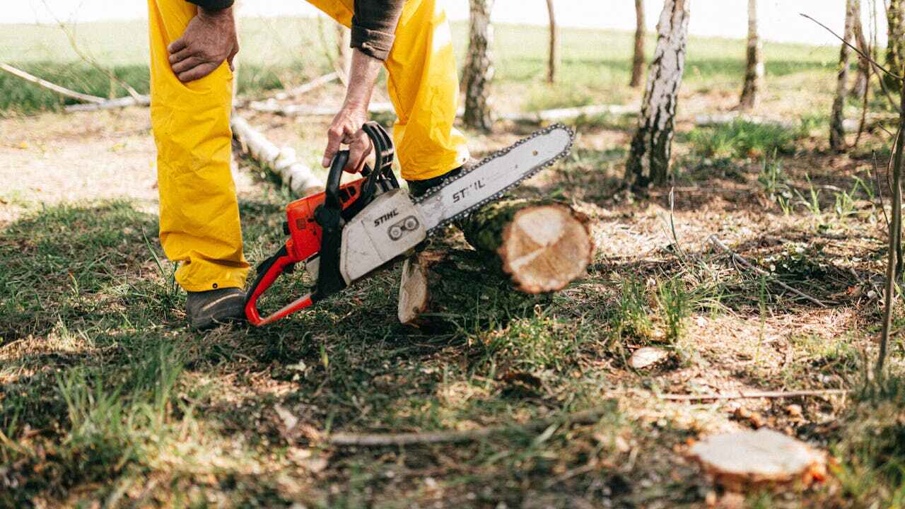 Tree Root Removal in Lake Arrowhead, CA